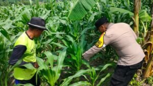 Bhabinkamtibmas Polsek Gondang Sambangi Petani Jagung Dukung Program Ketahanan Pangan Nasional